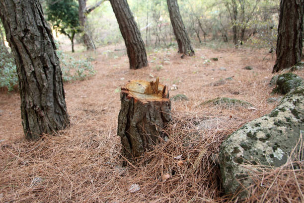 How Our Tree Care Process Works  in  Woodland Hills, UT