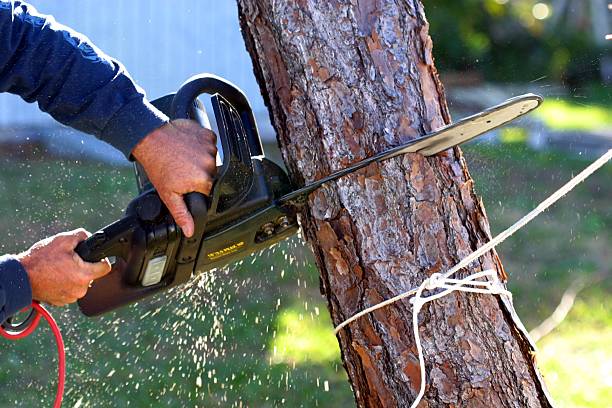 Lawn Watering Services in Woodland Hills, UT