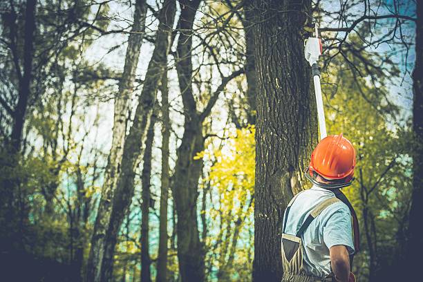 Professional Tree Care in Woodland Hills, UT
