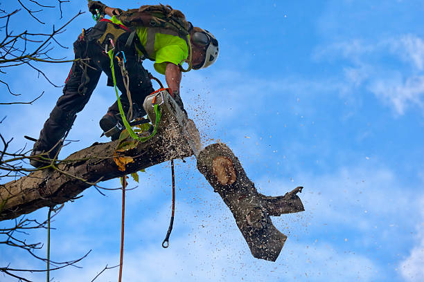 Best Fruit Tree Pruning  in Woodland Hills, UT