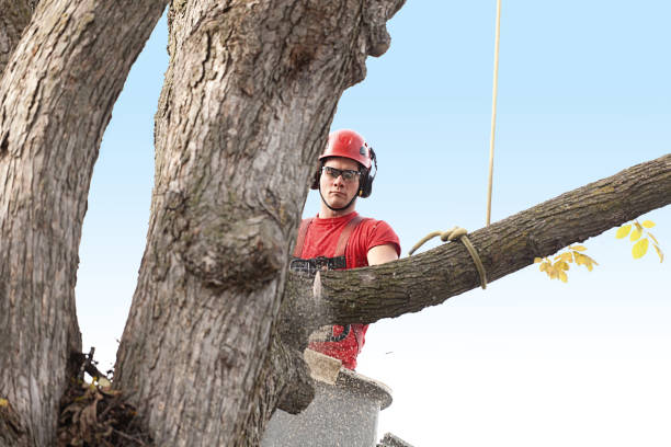 Best Hazardous Tree Removal  in Woodland Hills, UT